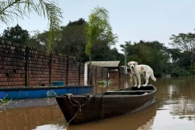 RS: ONG de Campo Bom resgata mais de 80 cachorros em meio a enchentes; veja como ajudar