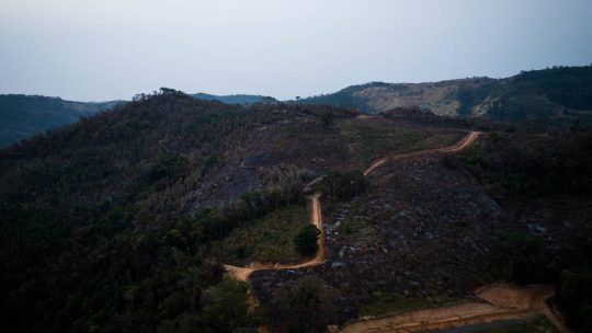 Após incêndio, cidade teme efeito da fumaça na produção de vinhos finos na divisa de SP e MG