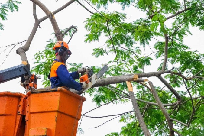 Poda de árvores deixa região de Planaltina sem energia nesta segunda