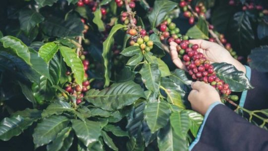 Novo índice valoriza o café sustentável do sul de Minas Gerais