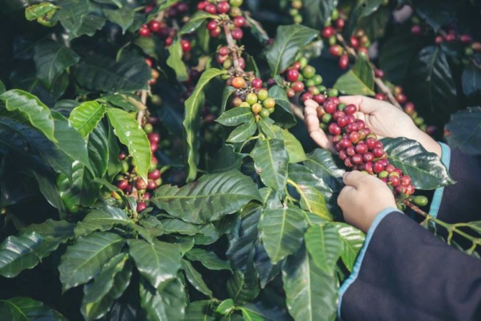 Novo índice valoriza o café sustentável do sul de Minas Gerais